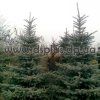 picea-extra (1)